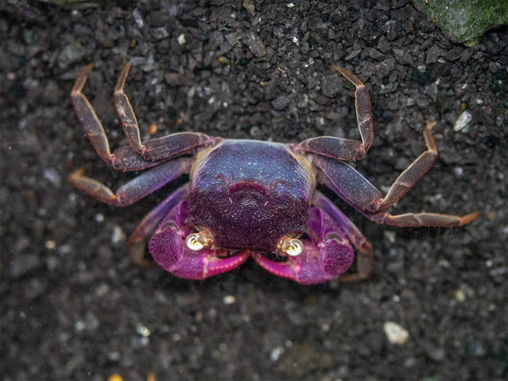Purple Vampire Crab (Geosesarma Bogorensis)