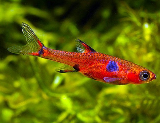 Dwarf Spotted Rasbora (Boraras Maculata)