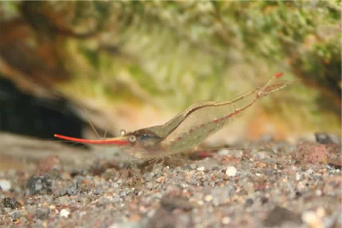 Red Nose Pinocchio Shrimp