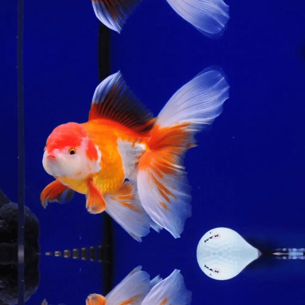 Red white oranda
