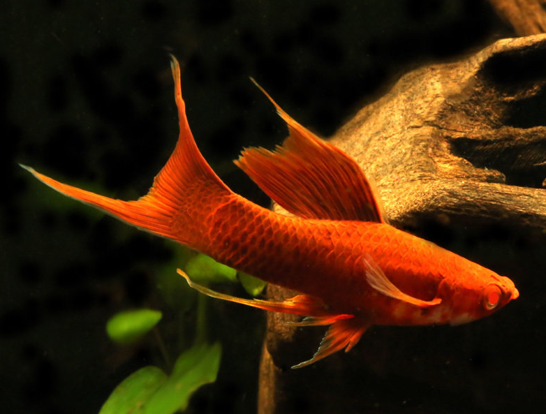 Red Eye Blood Red Highfin Lyretail(Xiphophorus hellerii )