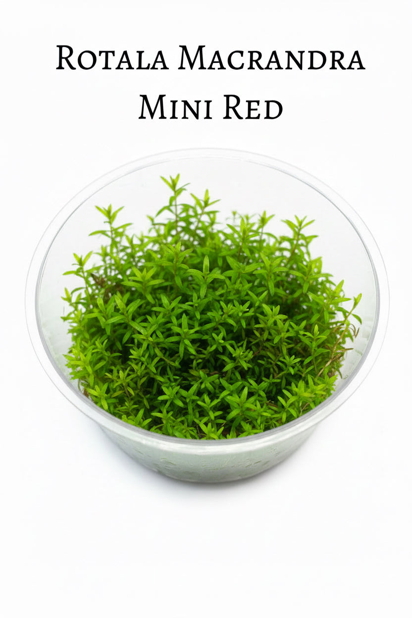 Rotala Blood Red T/C CUP