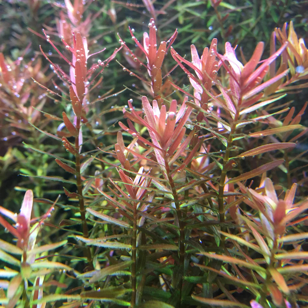Rotala rotundifolia 'Hra' T/C Cup
