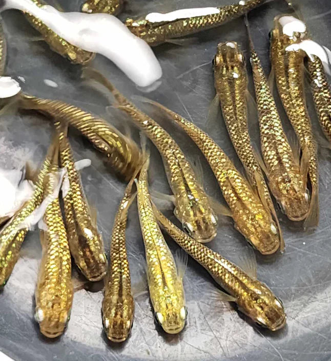 Amber Lame Medaka ricefish (Oryzias Latipes)