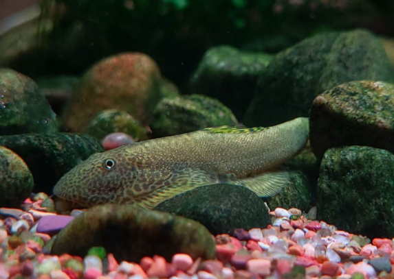 Gastromyzon Embalohensis