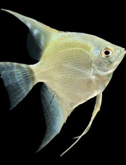 Green Angelfish
