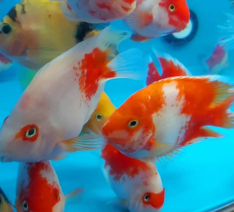 Red&White Parrot Cichlid Cichlasoma var. 'parrot fish' (online only, 24 hrs notices store pick up)