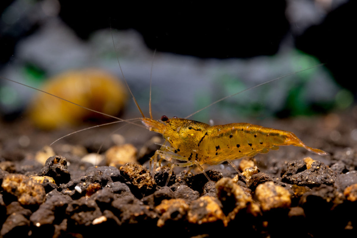 Caridina serrata var. Orange Tiger Shrimp
