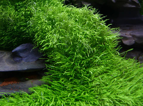 IC205 Utricularia graminifolia