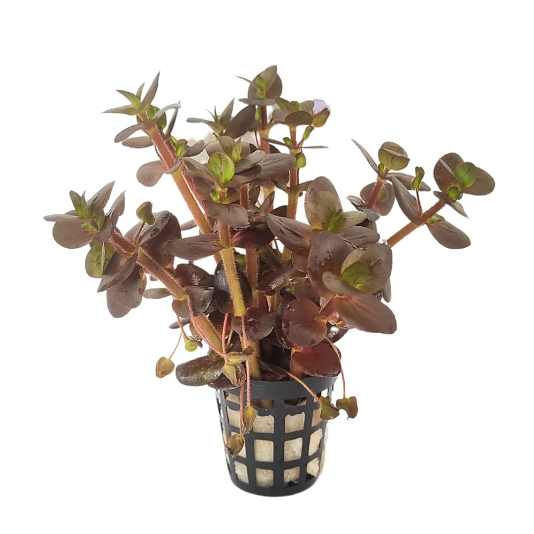 Bacopa salzmannii sp Purple SG
