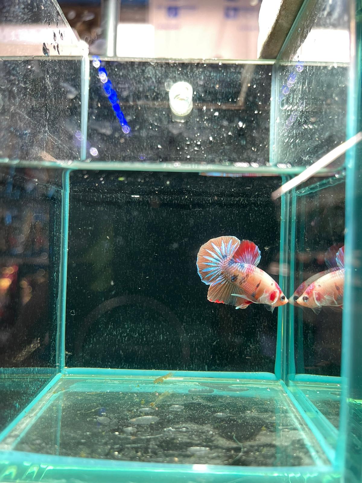 Male Nemo Candy Betta