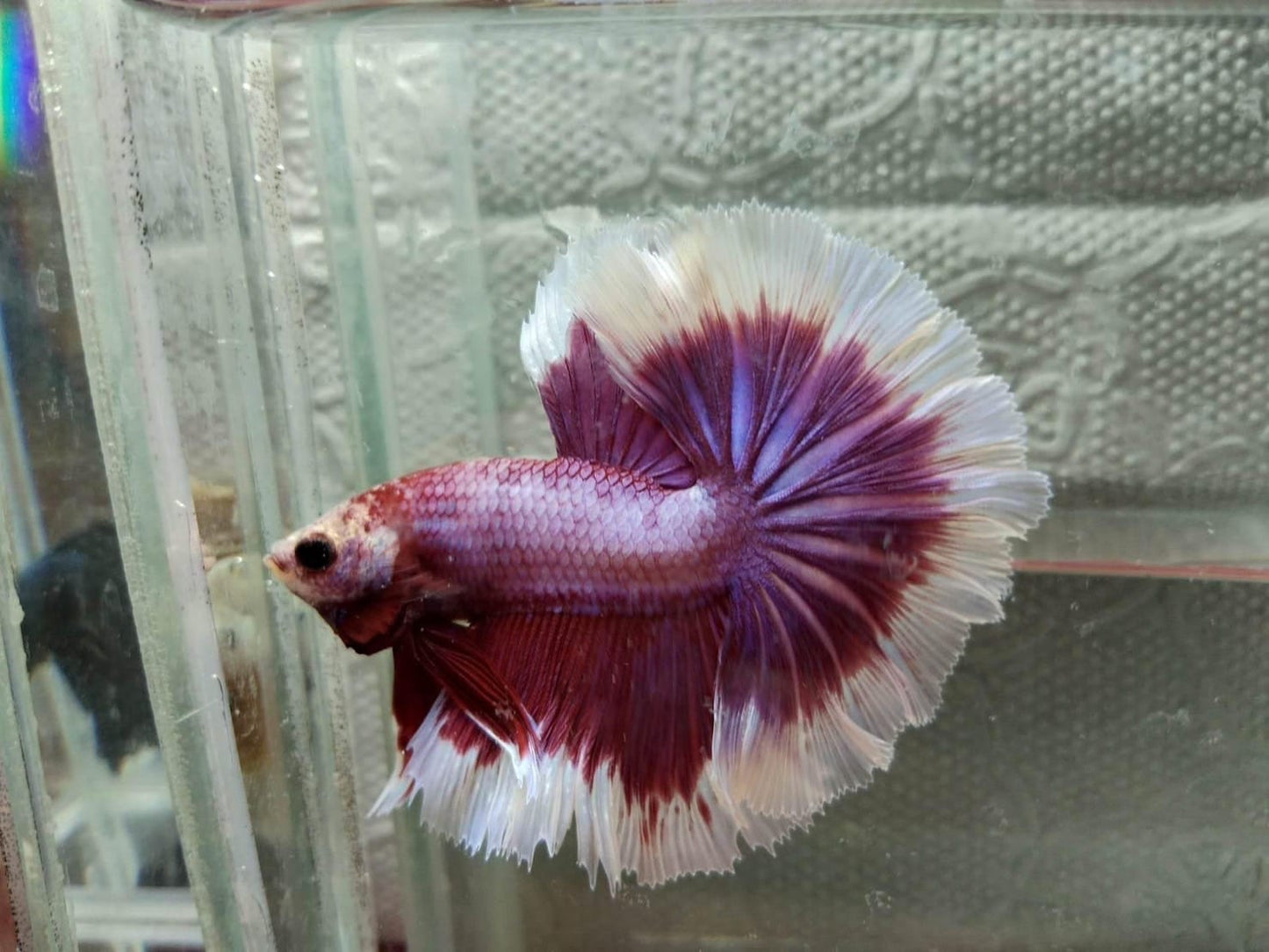 Purple Halfmoon Betta