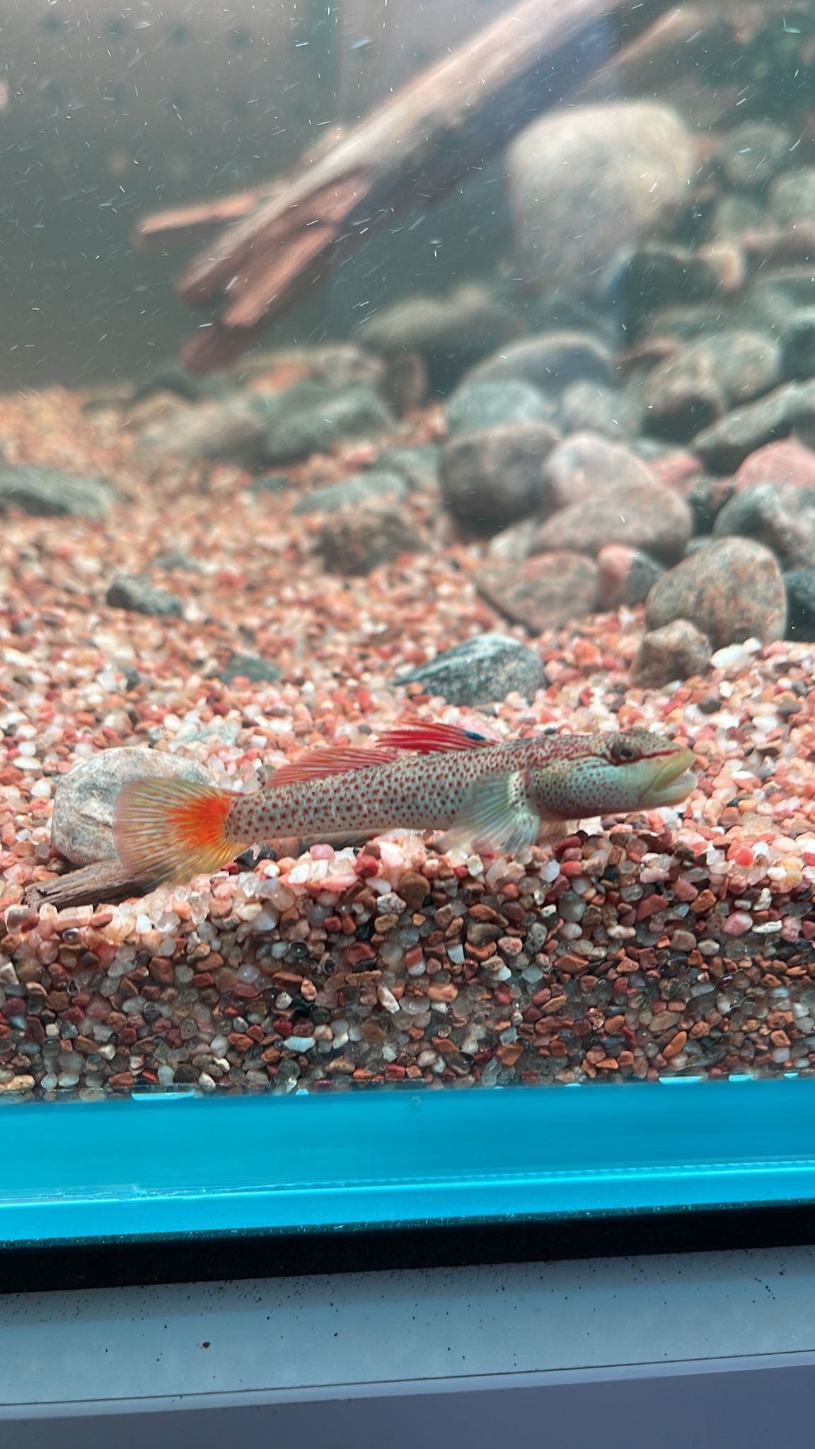 Shennongensis Goby