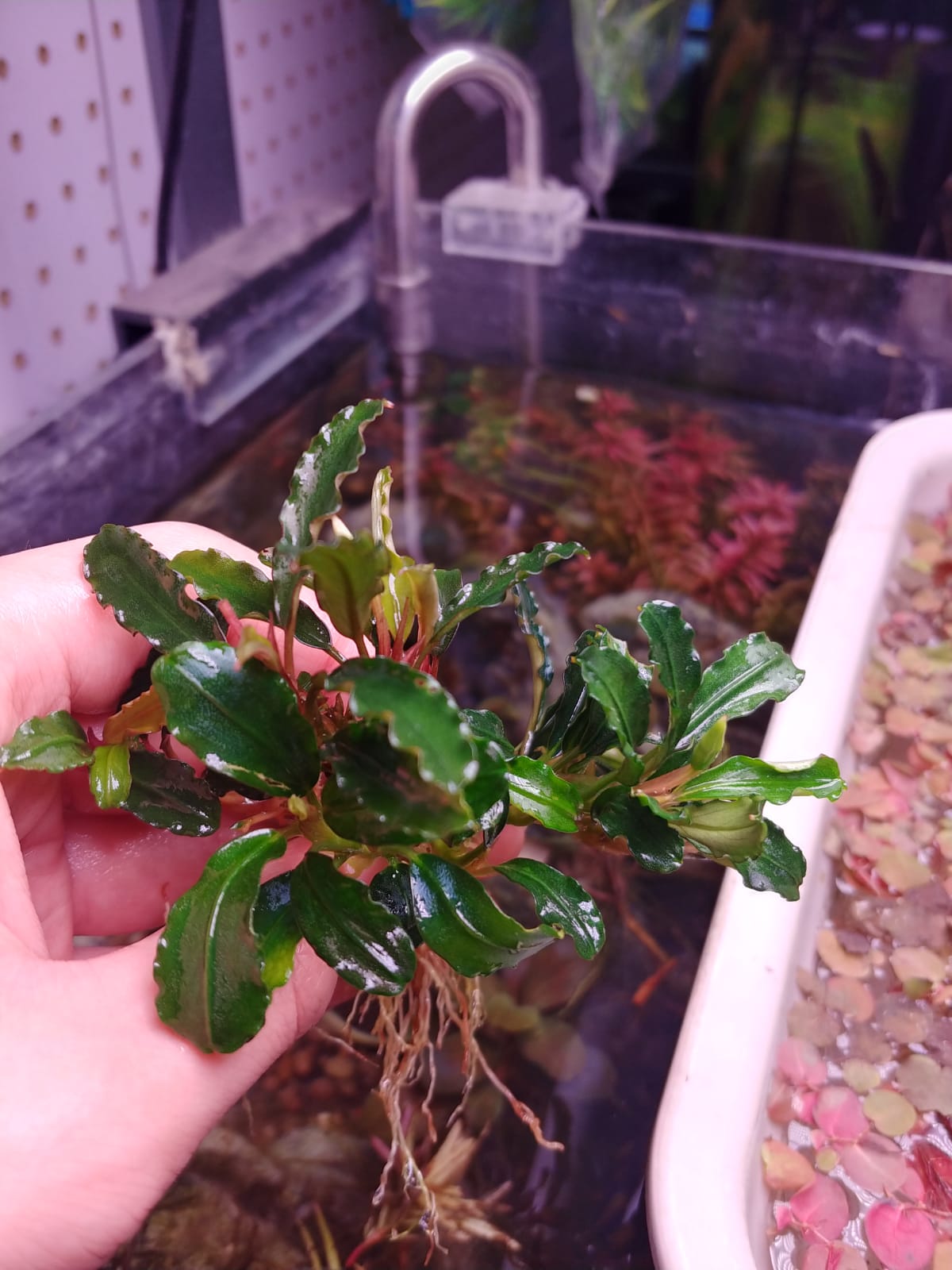 Bucephalandra semadang