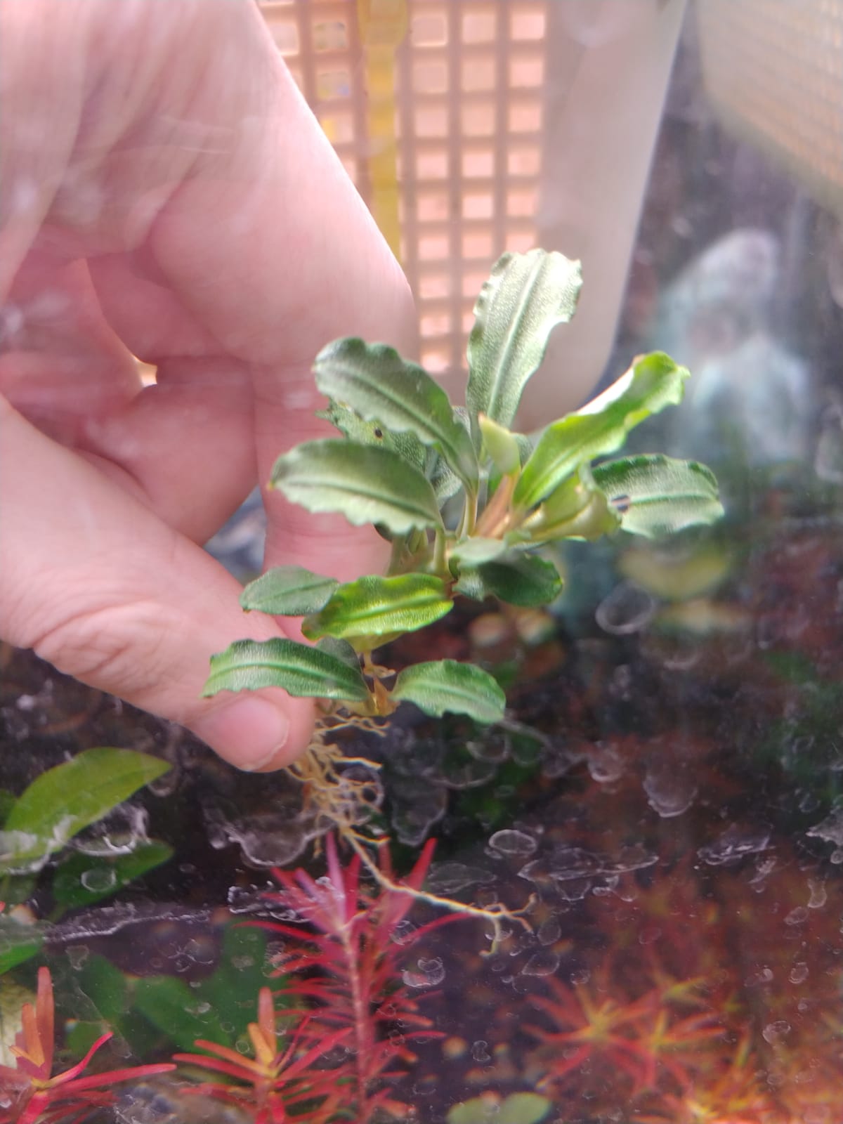 Bucephalandra semadang