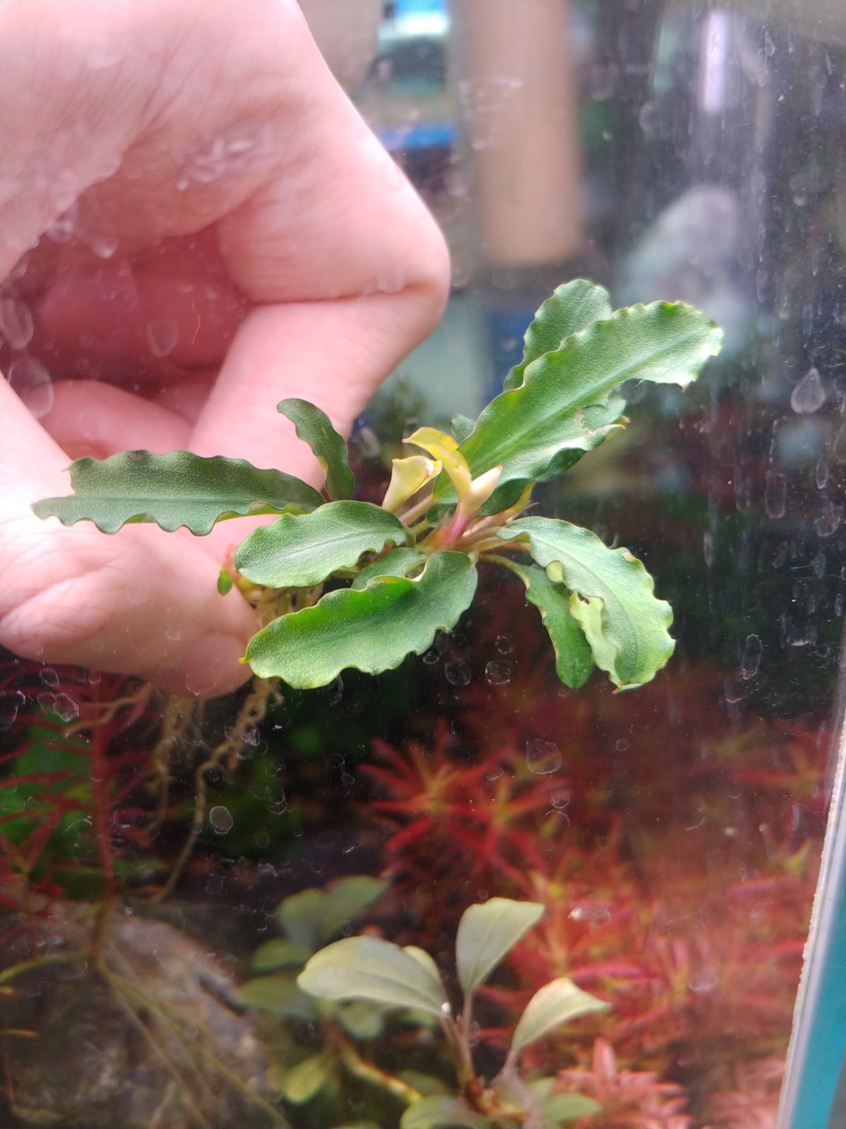 Bucephalandra Dark blue