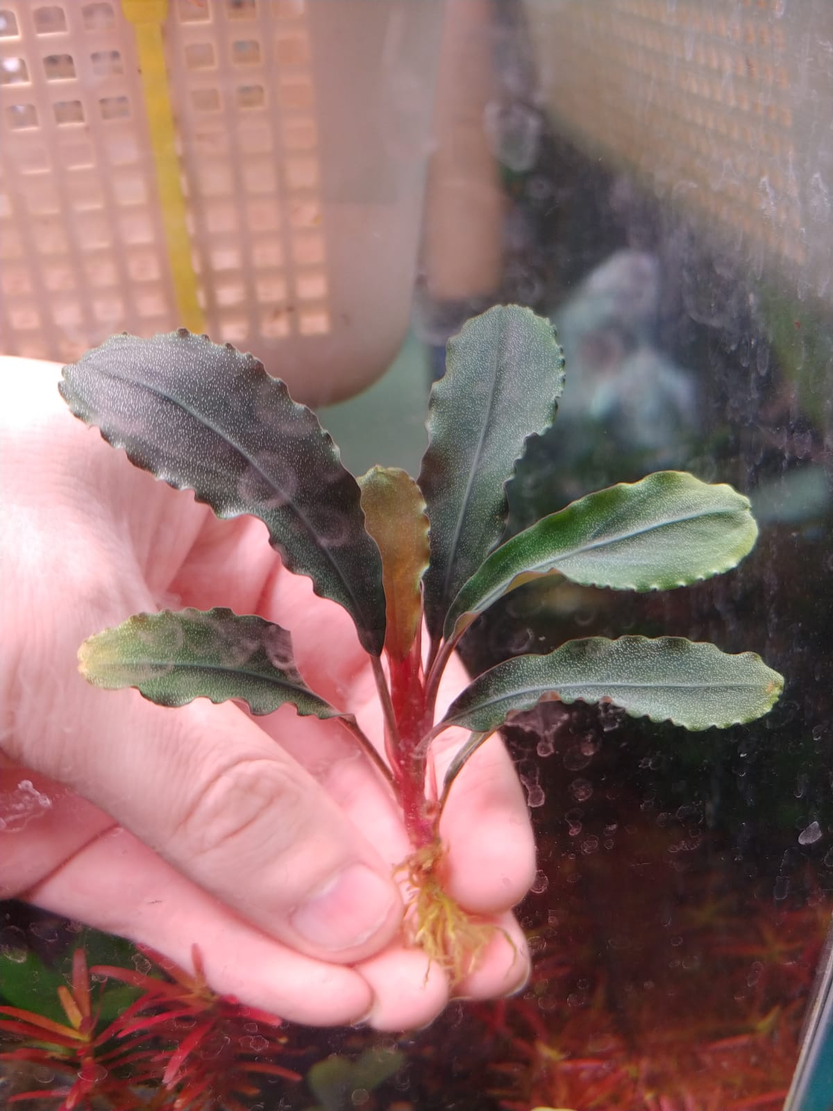 Bucephalandra Lalina
