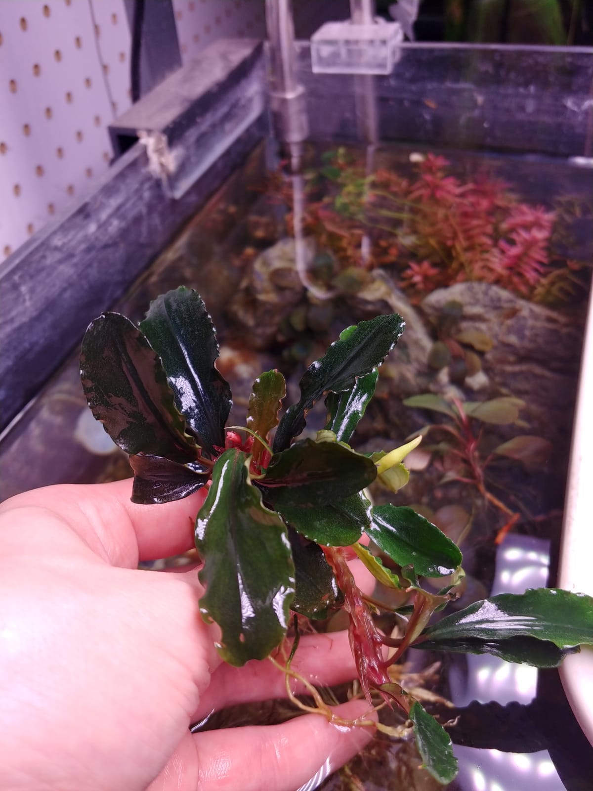 Bucephalandra Lalina