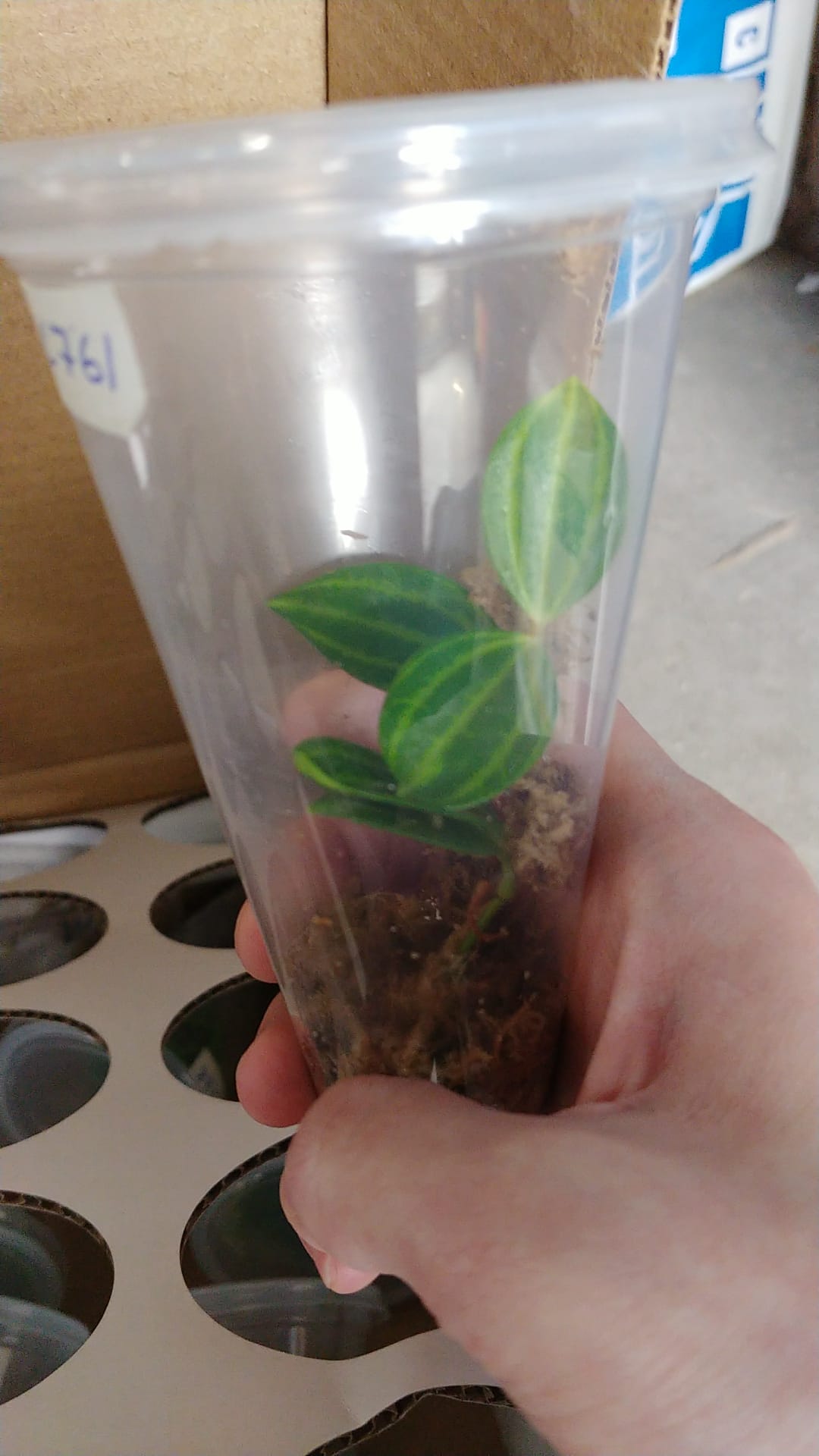 LC761 Peperomia quadrangularis