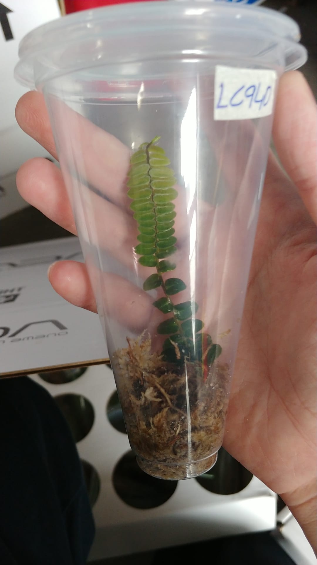 LC940 Marcgravia umbellata