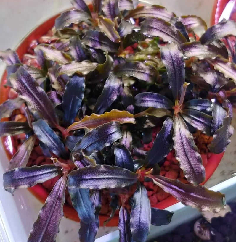 Bucephalandra sp Godzilla Red