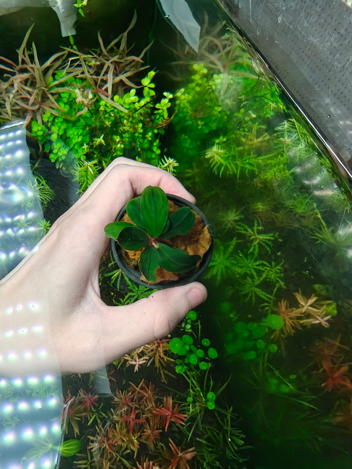 Bucephalandra pandora queen – Aquapets ( KowloonAquarium)