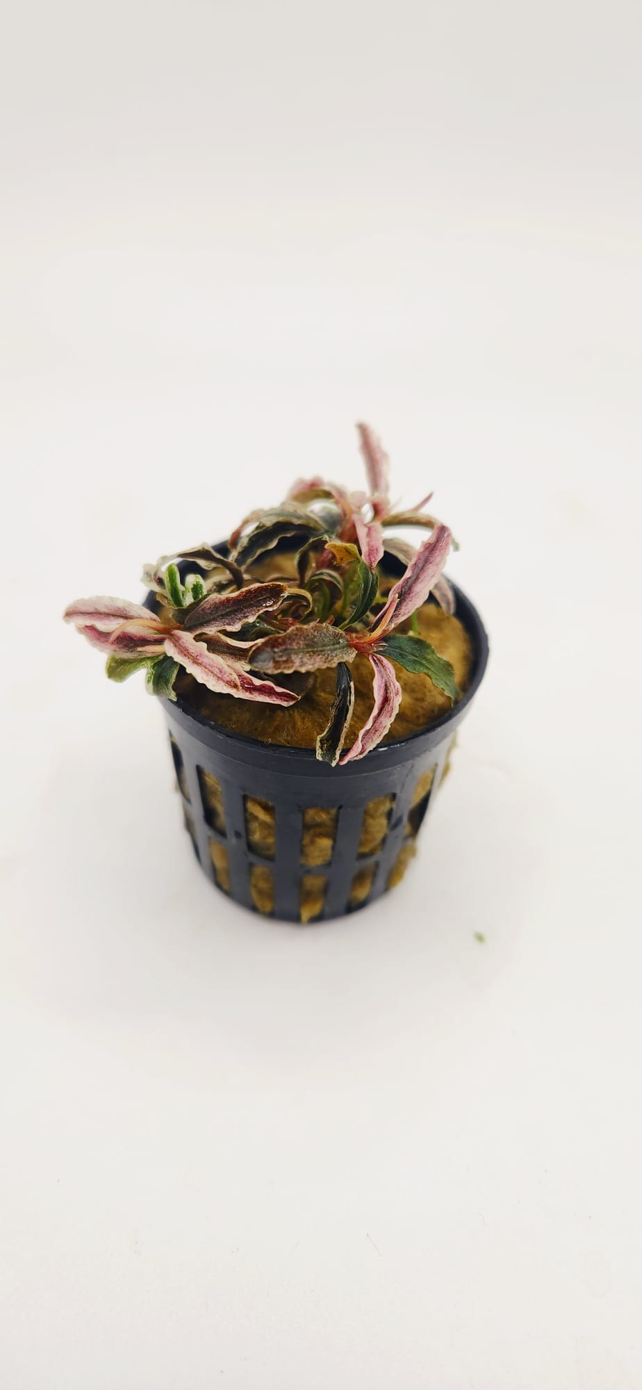 Bucephalandra 'Kedagang Pink Variegated' – Aquapets ( KowloonAquarium)