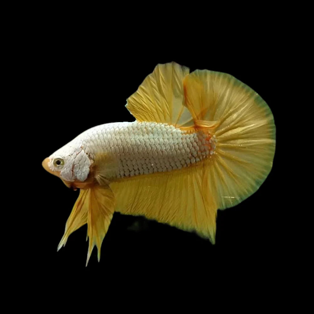 Yellow dragon plakat betta