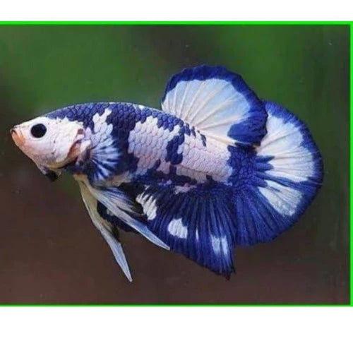 Blue panda Plakat betta