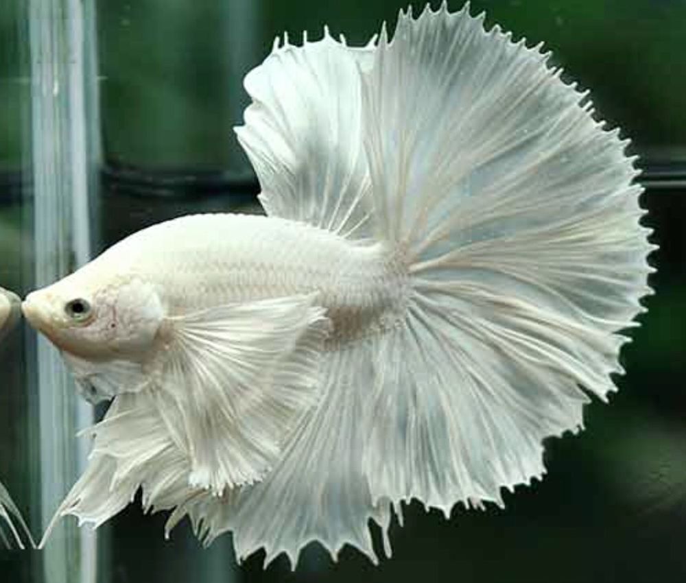 Super White Dumbo Halfmoon Betta