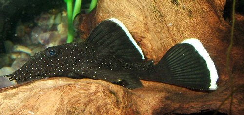 L183 Starlight Bristlenose Pleco (Ancistrus Dolichopterus)