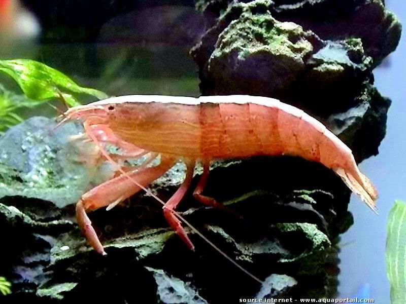 Wood shrimp ( Atyopsis moluccensis )