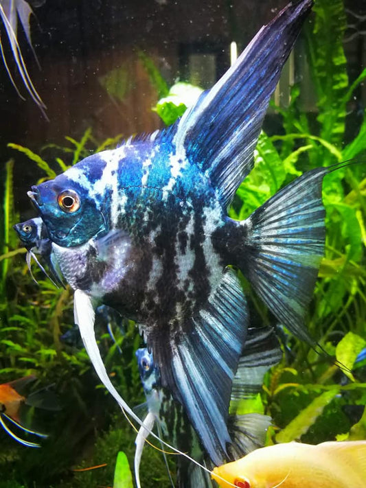 Avatar Emerald Blue Angelfish (Pterophyllum scalare)