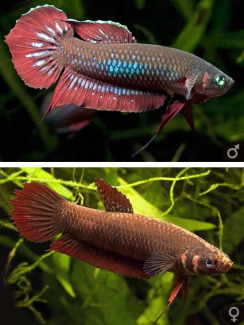 Betta Coccina - wine red betta