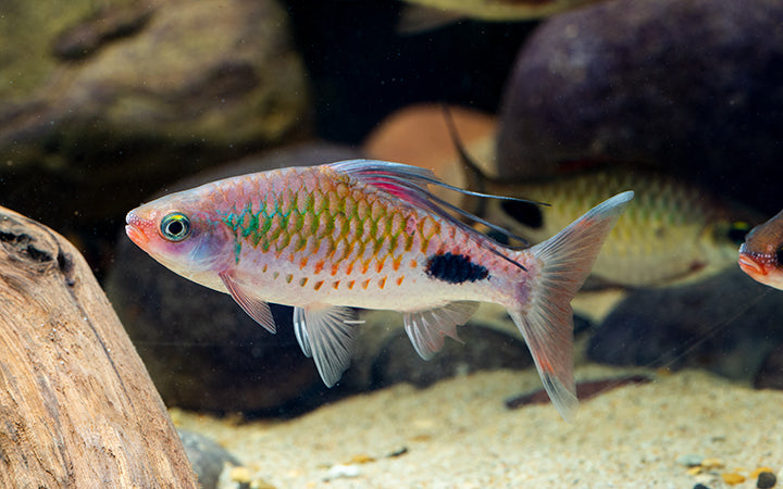 Filament Barb (Dawkinsia Filamentosa)