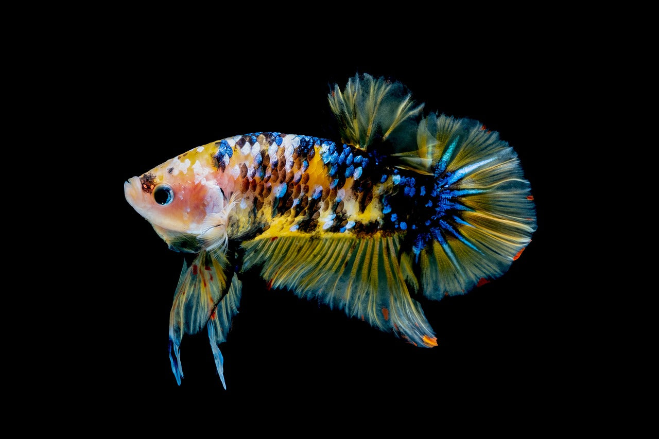 Yellow Galaxy betta