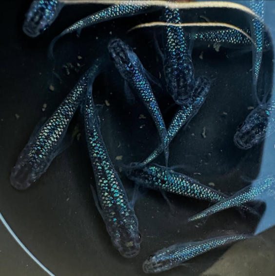 Black Lame Medaka ricefish (Oryzias Latipes)