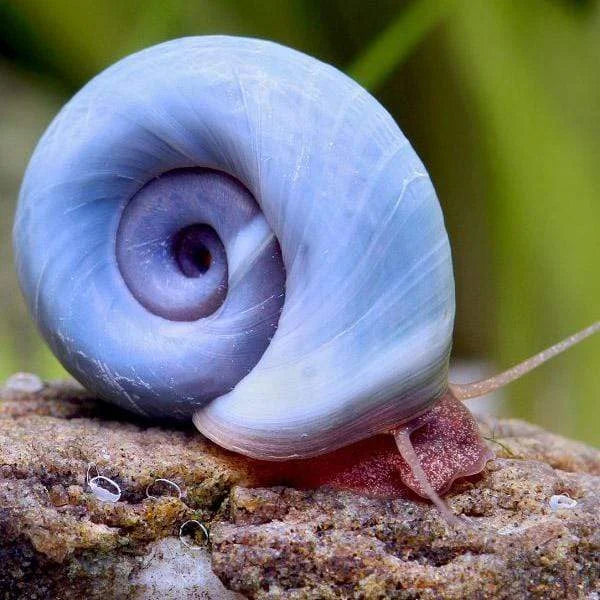 Blue Ramshorn Snail (Planorbis Rubrum)
