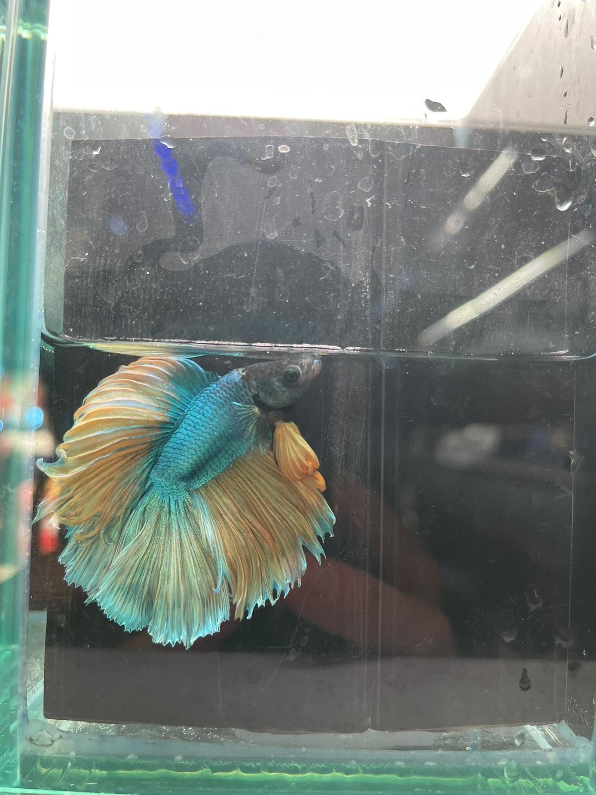 Rose Tail Betta (Assorted)