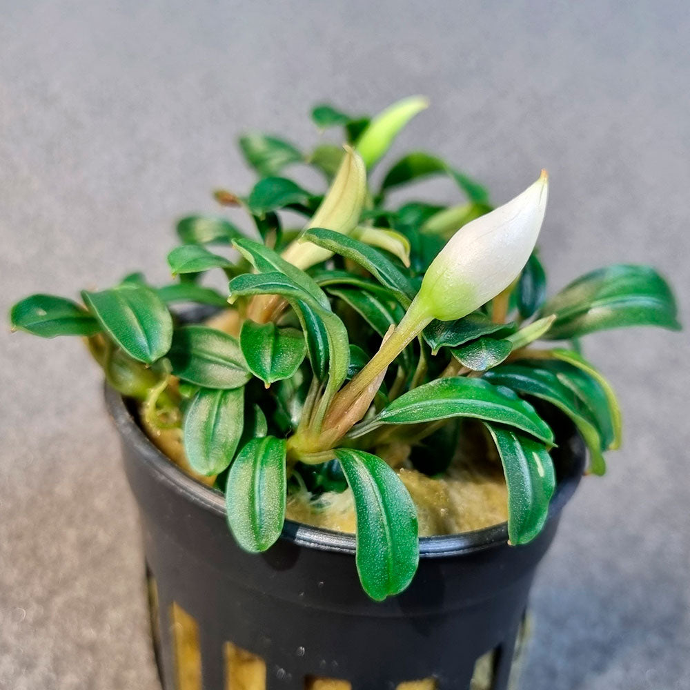 Bucephalandra brownie phoenix brown