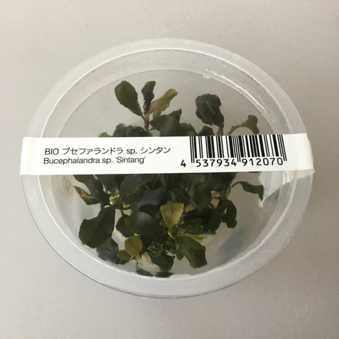 IC106 Bucephalandra pygmaea (Sintang)