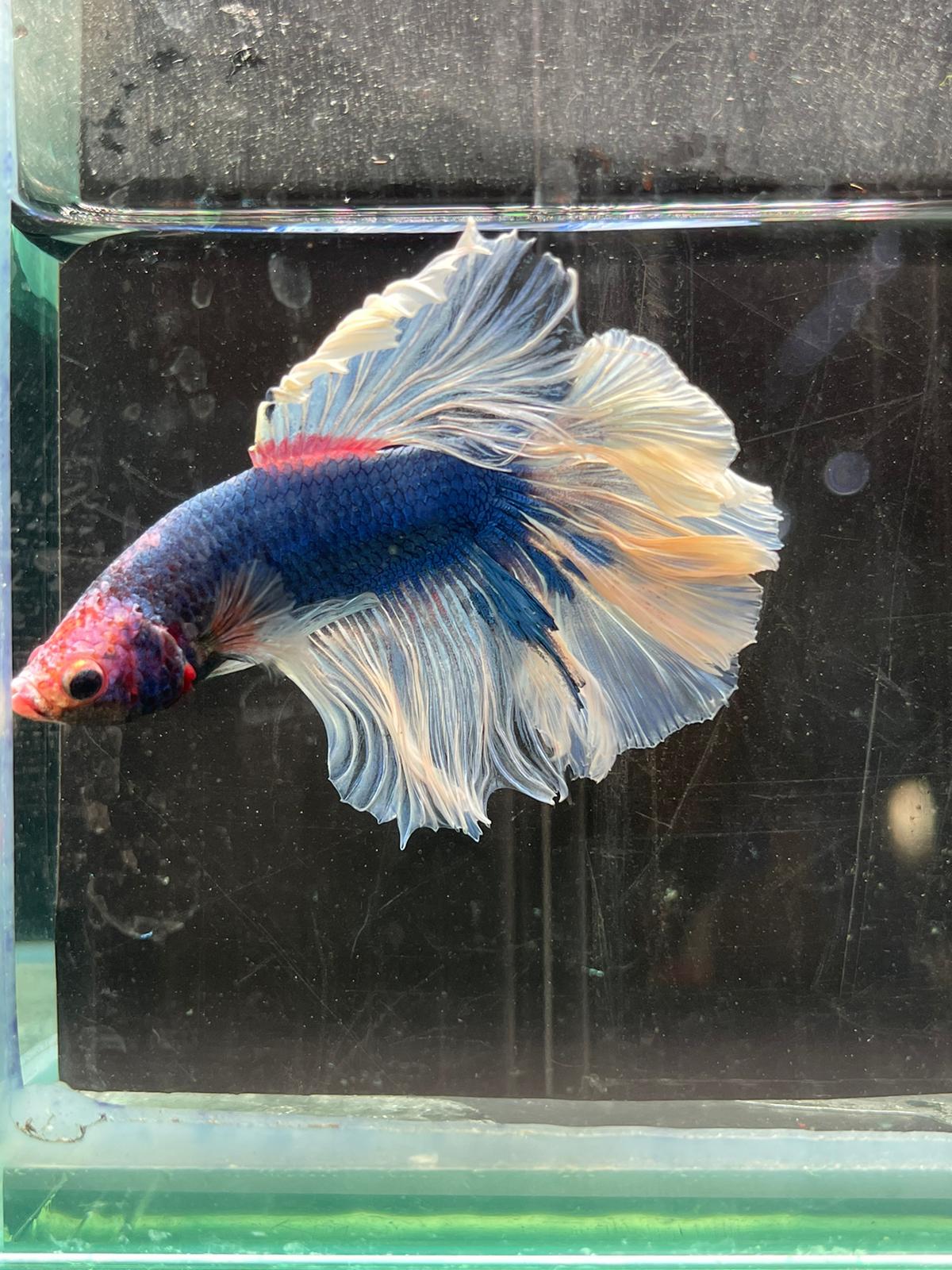 Rose Tail Betta (Assorted)
