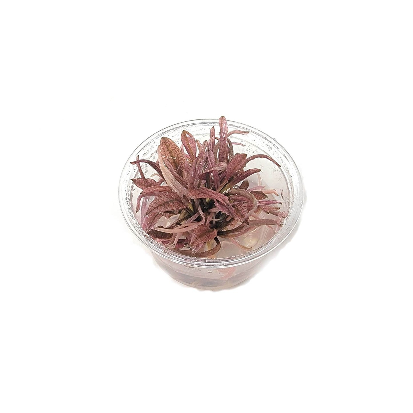 Cryptocoryne wendtii sp flamingo TC Small