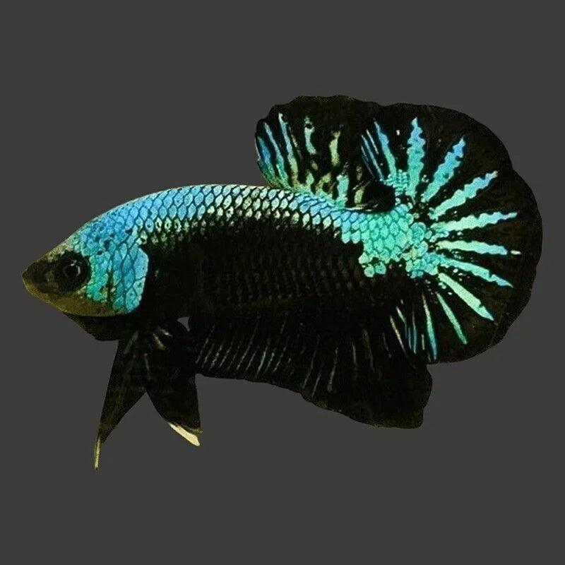 Green Samuari Betta Male