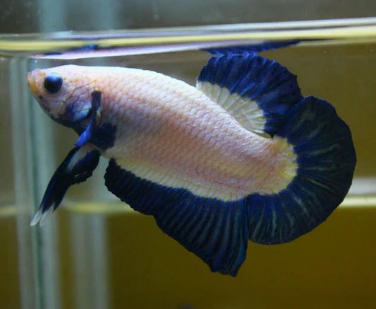Blue Rim Halfmoon Plakat Betta