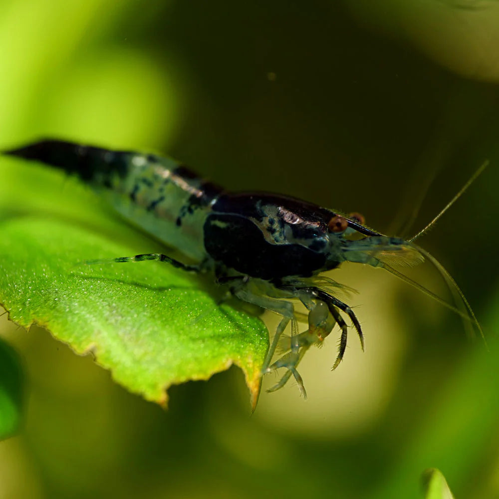 Carbon Rili Shrimp ( Neocaridina davidi )