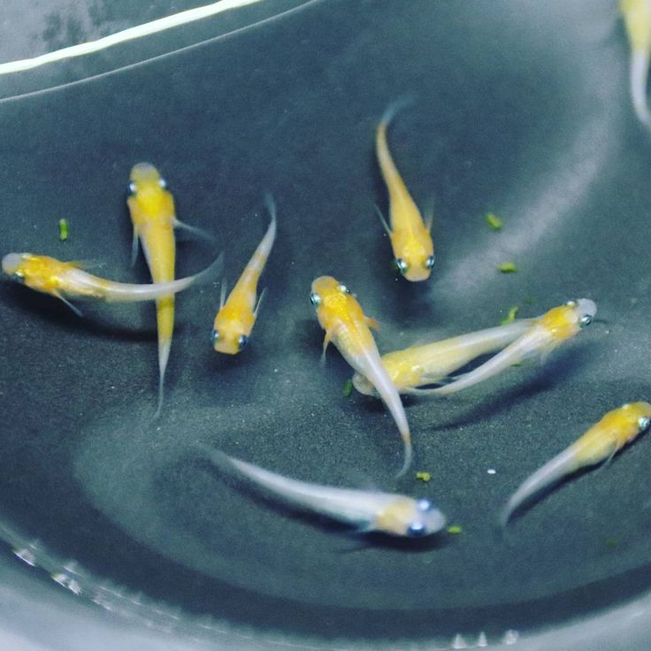 Kuhaku Medaka Ricefish (Oryzias latipes) (Mix Grade)