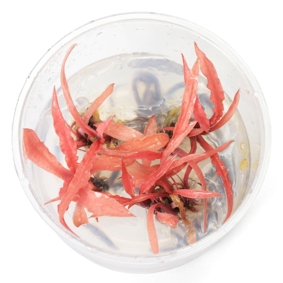 Cryptocoryne Albida Red T/C CUP