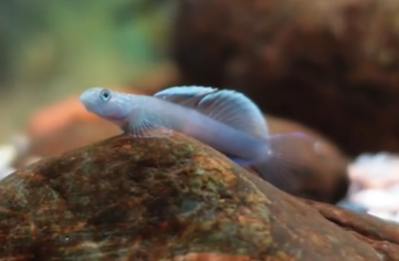 Midnight goby (Lentipes dimetrodon)