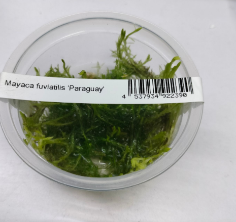 IC474 Mayaca fluviatilis 'paraguay'